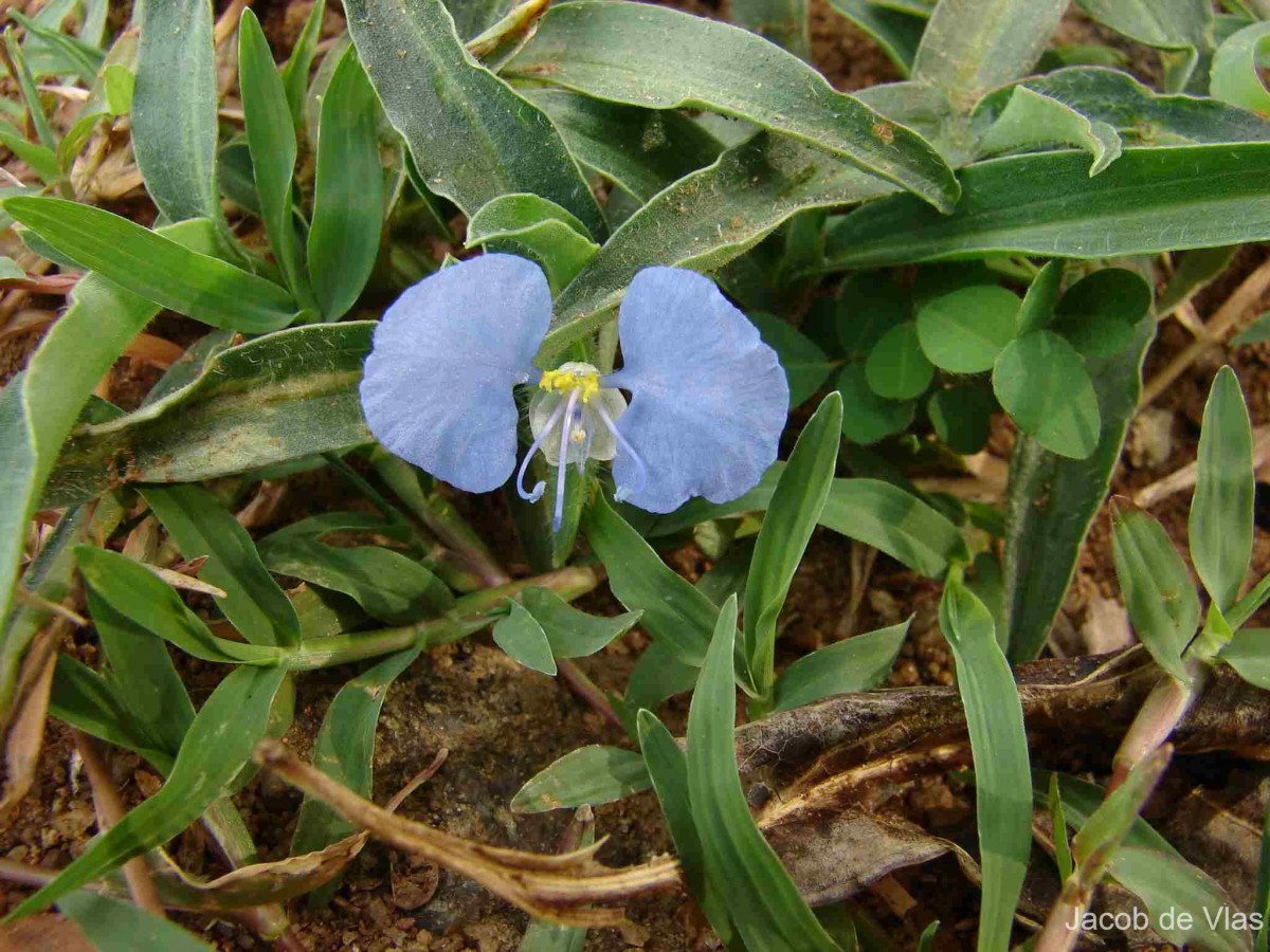 Commelina ensifolia R.Br.